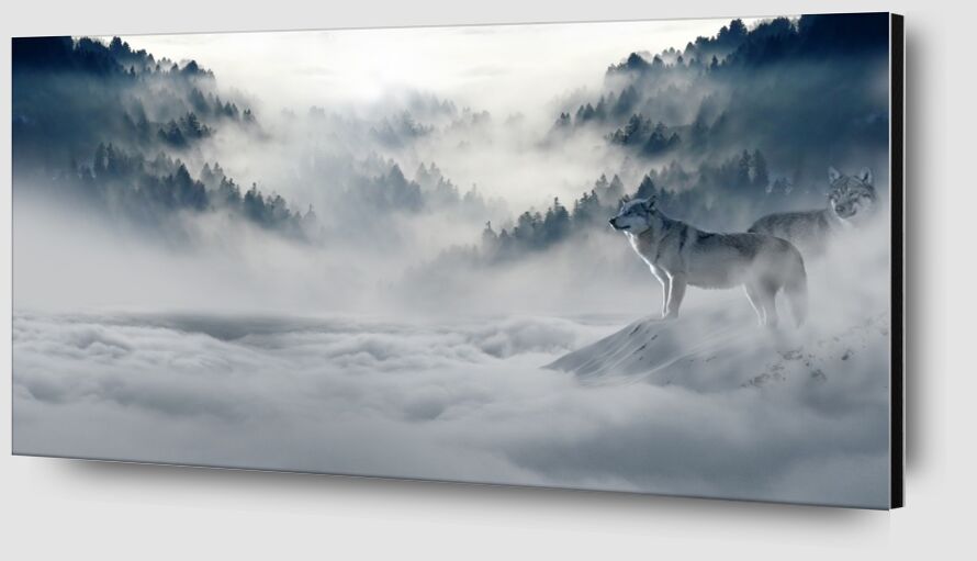 Loups solitaires de Pierre Gaultier Zoom Alu Dibond Image
