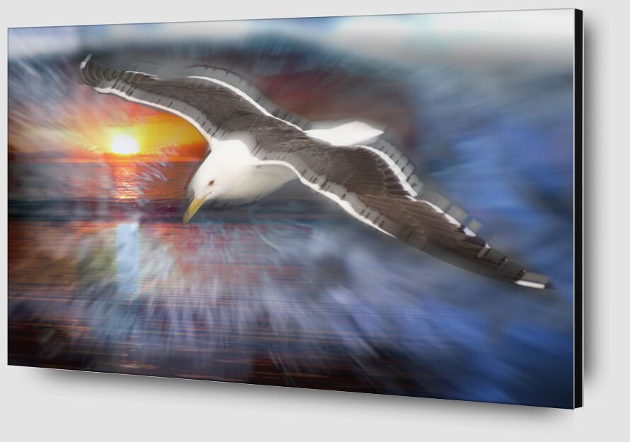 Flight of a seagull from Adam da Silva Zoom Alu Dibond Image
