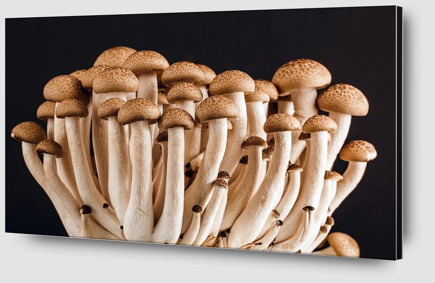 Nos champignons de Pierre Gaultier Zoom Alu Dibond Image