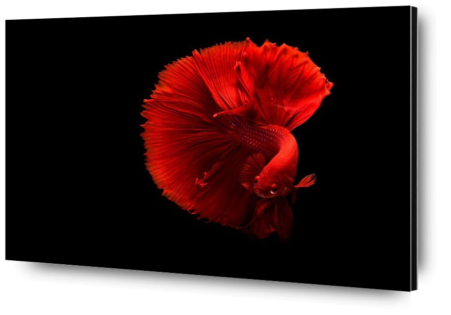 Siamese fighting fish from Pierre Gaultier, Prodi Art, art, beautiful, bright, color, coloring, contrast, dark, delicate, fish, love, red, siamese fighting fis