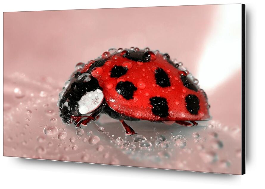 Red Ladybird from Pierre Gaultier, Prodi Art, drop, water, spotted, nature, macro, lucky charm, ladybug, insect, dew, close-up, bug, beetle