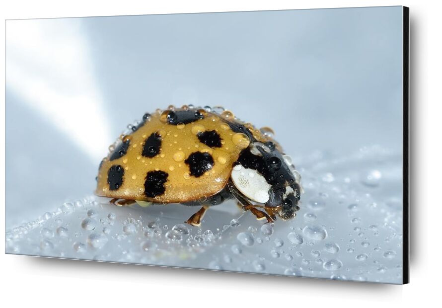 Yellow ladybird from Pierre Gaultier, Prodi Art, water, macro, ladybug, insect, harmonia, drops, beetle, axyridis