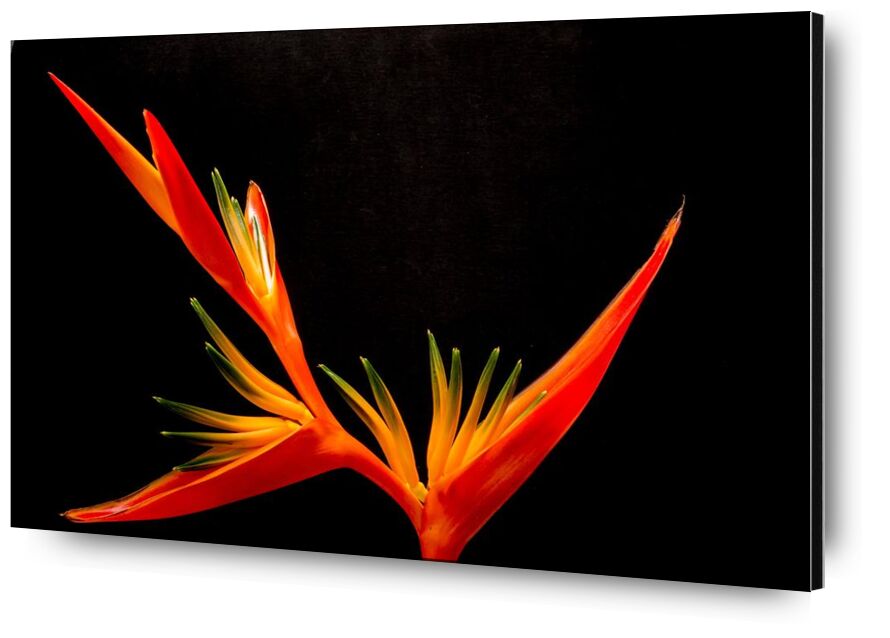 Colors of an orchid from Pierre Gaultier, Prodi Art, birds of paradise fl, bloom, close, closeup, flower, orange, orchid