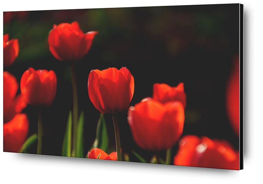Nos tulipes rouges de Pierre Gaultier, Prodi Art, Floraison, épanouissement, fleur, brouiller, botanique, brillant, gros plan, champ, flore, fleurs, jardin, croissance, feuilles, nature, en plein air, pétales, rouge, tulipes