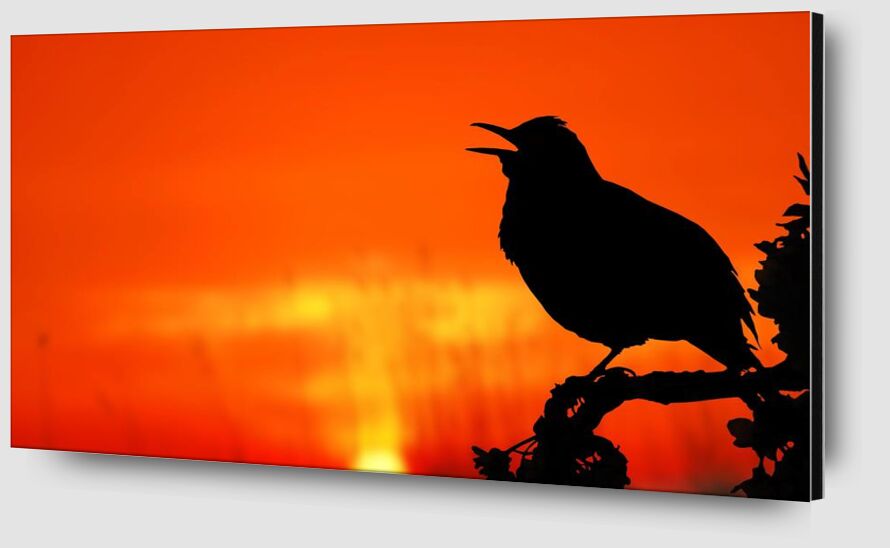 The silhouette of the bird from Pierre Gaultier Zoom Alu Dibond Image