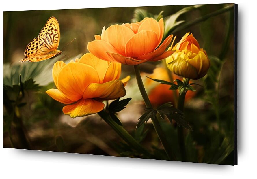 Le papillon et sa plante de Pierre Gaultier, Prodi Art, Floraison, fleurs, papillon, fleurs, jardin, insecte, nature, Orange, plante