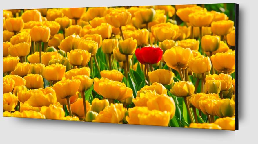 Champs de tulipes de Pierre Gaultier Zoom Alu Dibond Image