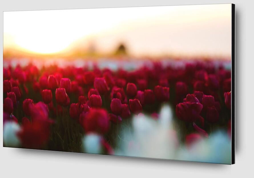 Rouge tulipe de Aliss ART Zoom Alu Dibond Image