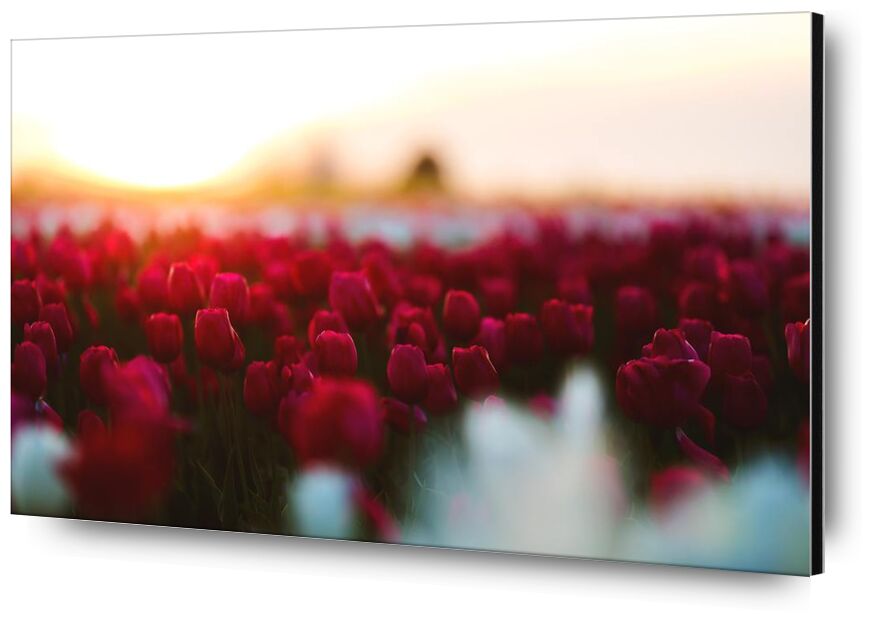 Rouge tulipe de Aliss ART, Prodi Art, fond d'écran rose, tulipes, tulipe, saison, rouge, plante, pétales, pétale, nature, HD wallpaper, jardin, fleurs, flore, champ, profondeur de champ, fleur, épanouissement, Floraison, beau