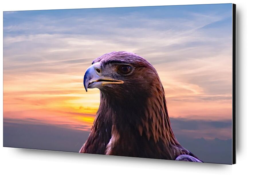 Head of the Eagle from Pierre Gaultier, Prodi Art, wildlife, wild, sky, raptor, prey, predator, portrait, outdoors, nature, hunter, head, flight, feather, falconry, hawk, eagle, clouds, close-up, bird, beak, bald eagle, animal