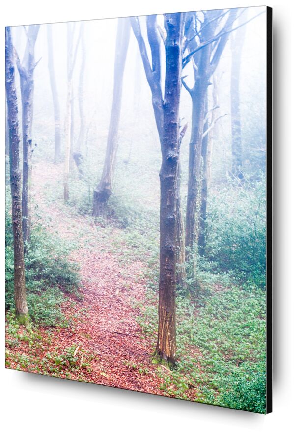 Dans les bois de Marie Guibouin, Prodi Art, brume, hiver, matin, nature, marie guibouin, forêt, bois