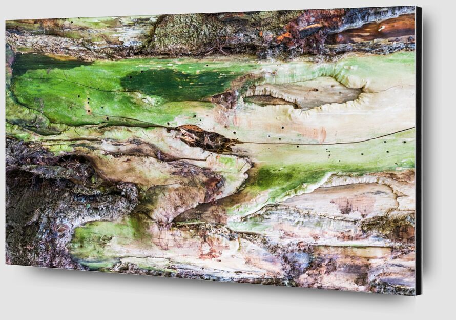 Le bois vert de Marie Guibouin Zoom Alu Dibond Image
