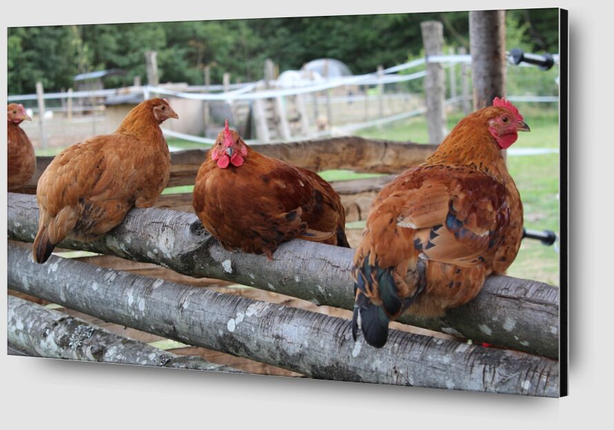 Les poulettes de jenny buniet Zoom Alu Dibond Image
