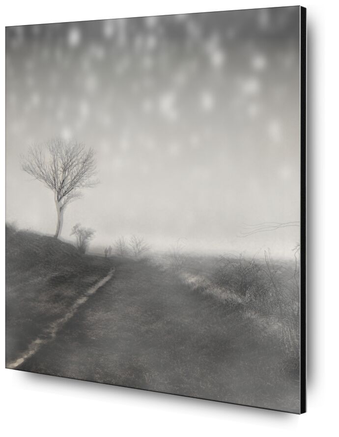 The winter path from Adam da Silva, Prodi Art, path, black-and-white, snow, winter, tree, nature, still life