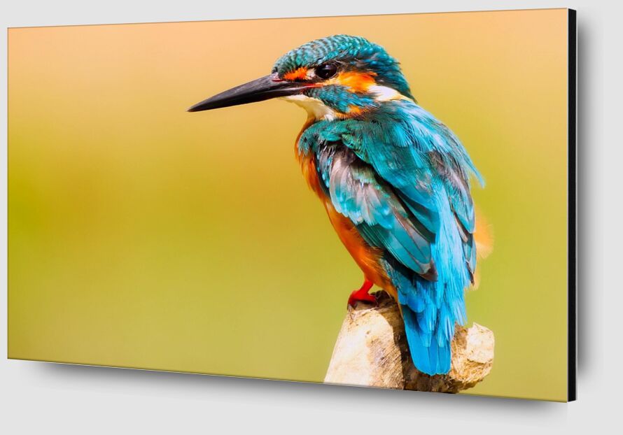 Kingfisher from Pierre Gaultier Zoom Alu Dibond Image