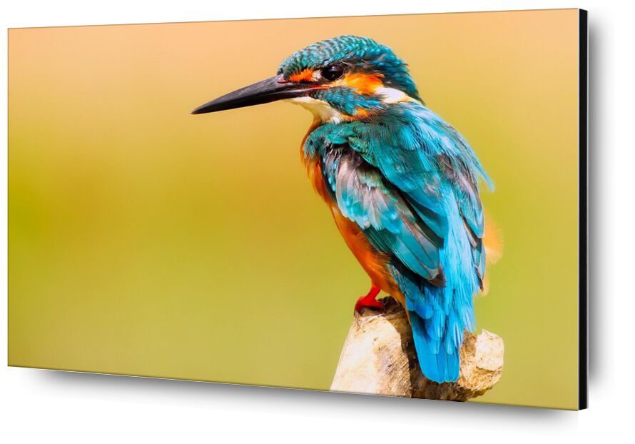 Kingfisher from Pierre Gaultier, Prodi Art, wood, wings, wildlife, wild, tropical, view, side, portrait, plumage, outdoors, ornithology, macro, long, little, kingfisher, fly, flight, feathers, exotic, color, bird, beautiful, beak, avian, animal