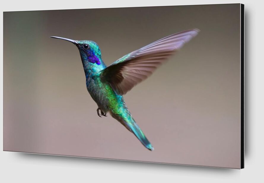 Le colibri de Pierre Gaultier Zoom Alu Dibond Image