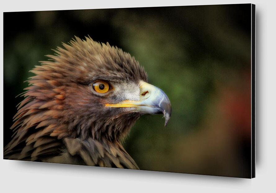 Oiseau royale de Pierre Gaultier Zoom Alu Dibond Image