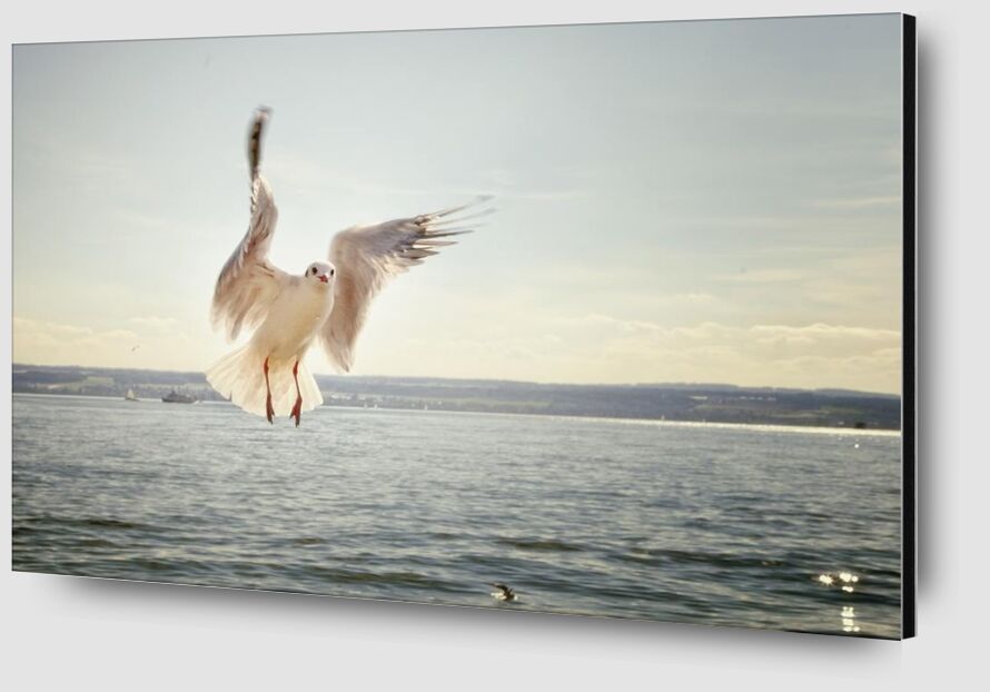 The approach of the seagull from Pierre Gaultier Zoom Alu Dibond Image