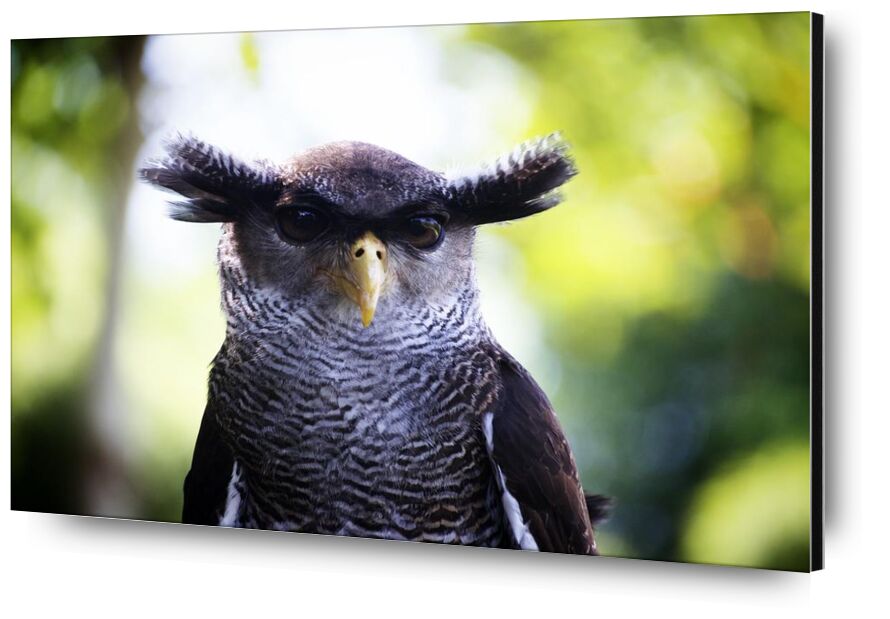 Owlet from Pierre Gaultier, Prodi Art, owl, head, close up, bird, animal