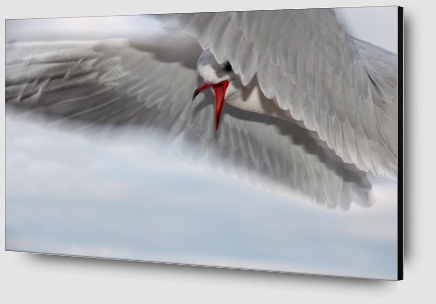The gull race from Pierre Gaultier Zoom Alu Dibond Image