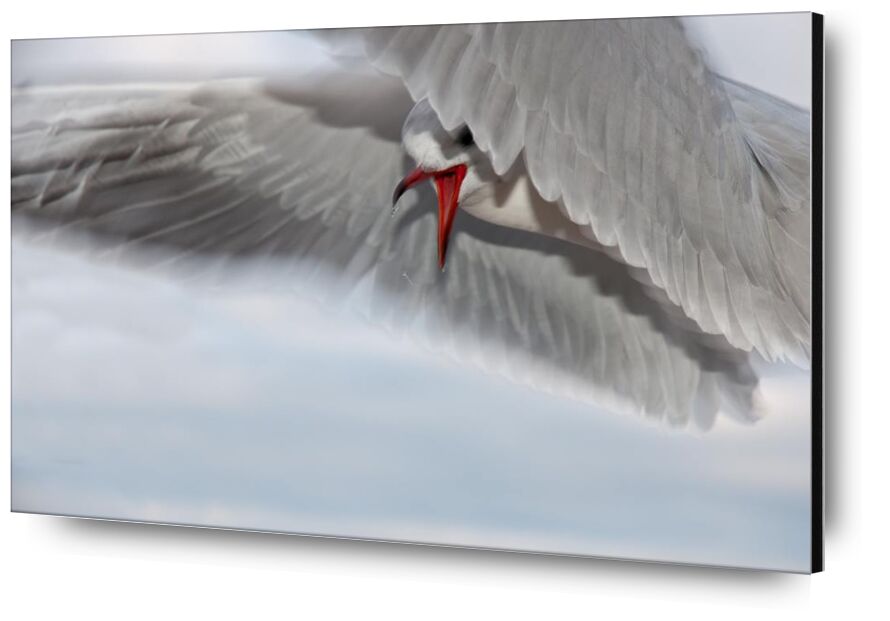 The gull race from Pierre Gaultier, Prodi Art, animal, bird, close-up, seagull