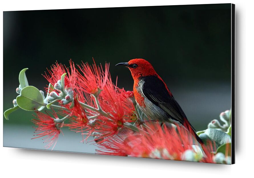 Oiseau sur plante de Pierre Gaultier, Prodi Art, animal, oiseau, plumes, macro, nature, plante, rouge, écarlate, mangeur de miel, faune