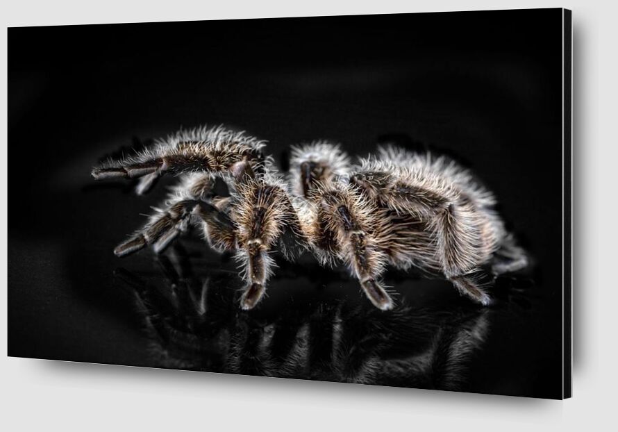 The spider from Pierre Gaultier Zoom Alu Dibond Image