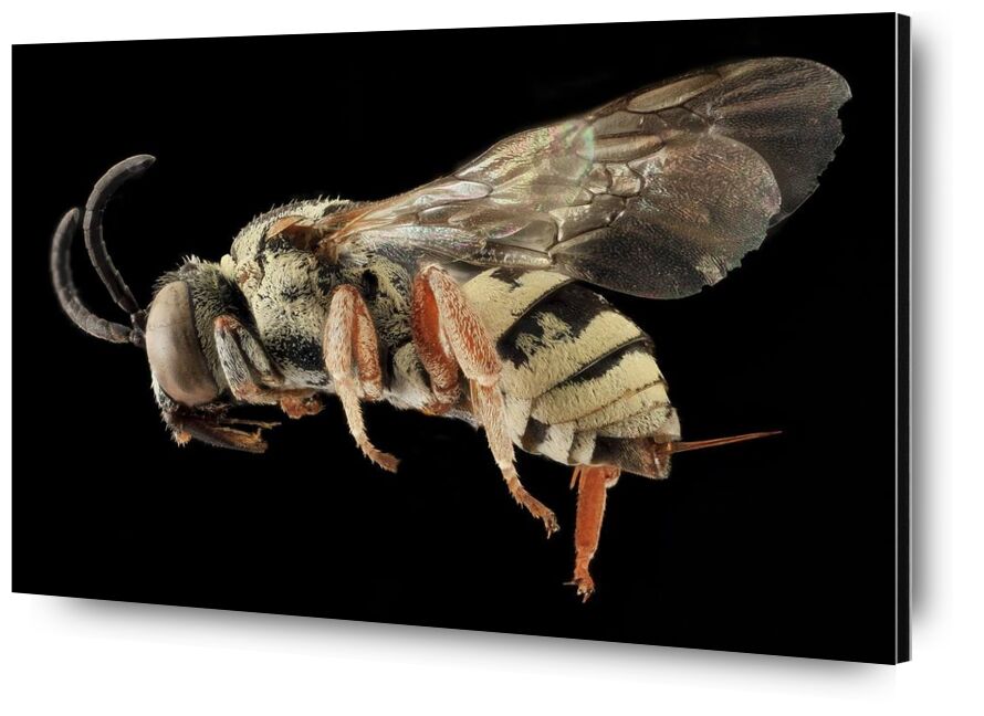 Insecte sur fond noir de Pierre Gaultier, Prodi Art, ailes, faune, profil, nature, monté, macro, insecte, mouche, minimus, epeol, fermer, abeille