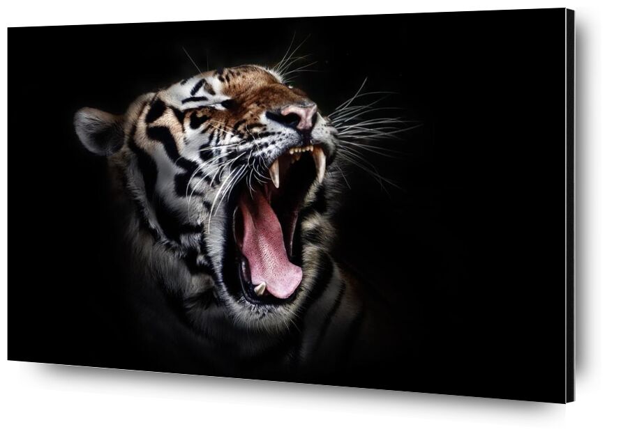Férocité de Aliss ART, Prodi Art, chat sauvage, faune, tigre, gros plan, gros chat, photographie animale, animal