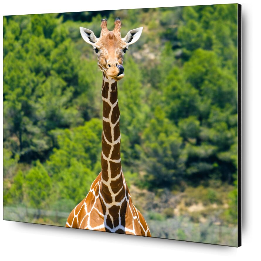 La girafe gourmande de Adrien Guionie, Prodi Art, Couleur, savane, Girafe, animaux