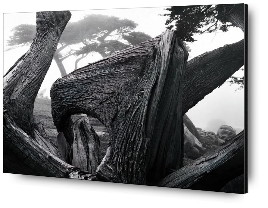 Cypress Tree In Fog, Pebble Beach California desde Bellas artes, Prodi Art, adams, ANSEL ADAMS, naturaleza, niebla, bosque, árbol