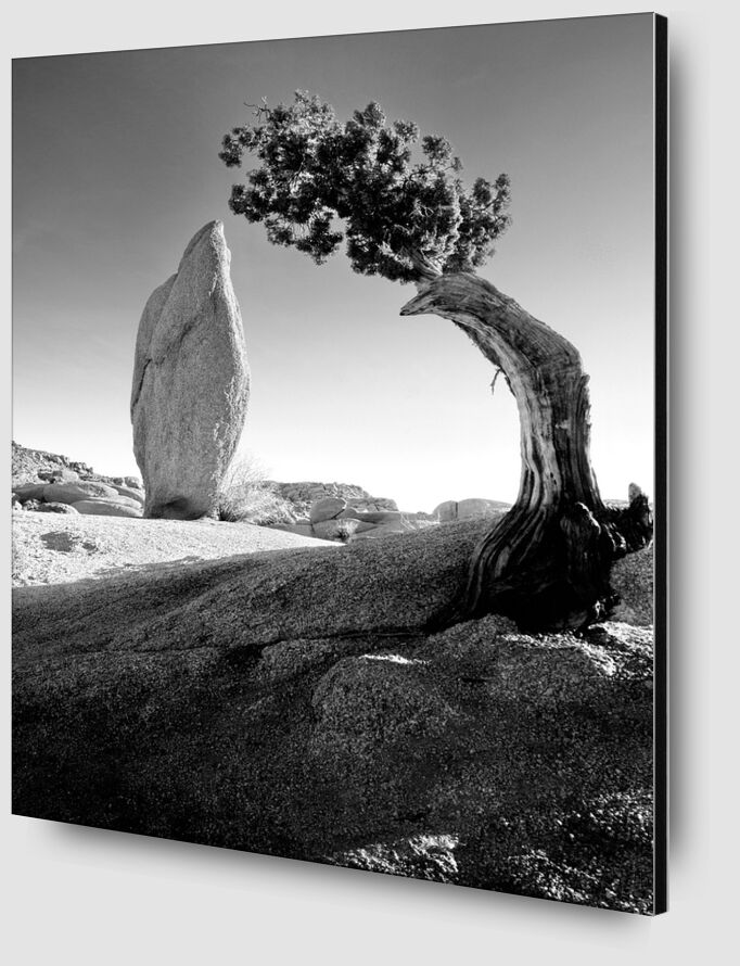 Pine Tree & Boulder, Sierra Mountains,Yosemite California desde Bellas artes Zoom Alu Dibond Image