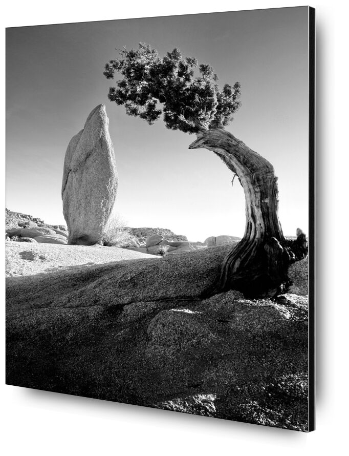 Pine Tree & Boulder, Sierra Mountains,Yosemite California - Ansel Adams from Fine Art, Prodi Art, adams, ANSEL ADAMS, pin, tree, bloc, rock, mountains, California