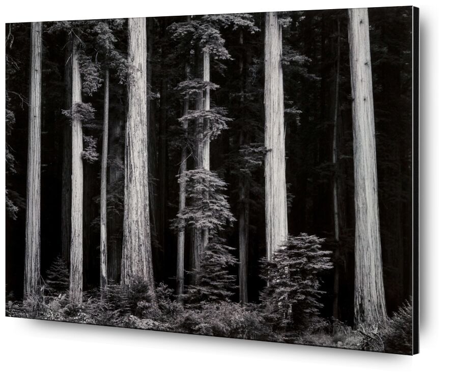 What Majestic Word, In Memory of Russell Varian - Ansel Adams from Fine Art, Prodi Art, dark, trees, black-and-white, wood, forest, ANSEL ADAMS