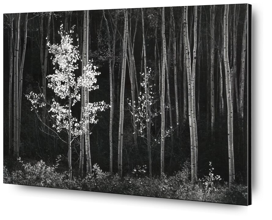 Aspens, Northern New Mexico, from Portfolio VII, 1958 - Ansel Adams from Fine Art, Prodi Art, forest, ANSEL ADAMS, wood, nature, black-and-white, poplar