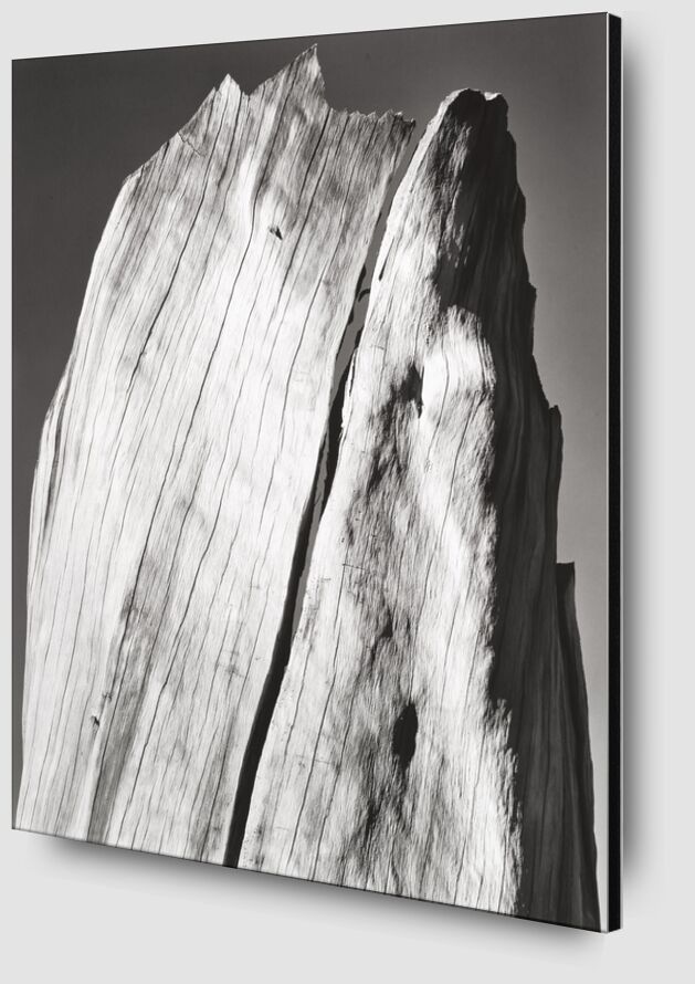 Cracked Trunk, Portfolio V - Ansel Adams from Fine Art Zoom Alu Dibond Image