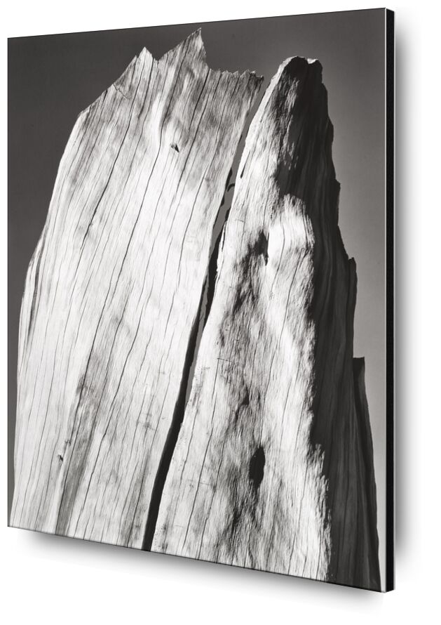 Cracked Trunk, Portfolio V - Ansel Adams from Fine Art, Prodi Art, fissure, macro, trunk, ANSEL ADAMS