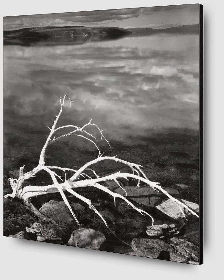 White Branches, Mono Lake from Portfolio VII, 1950 - Ansel Adams from Fine Art Zoom Alu Dibond Image