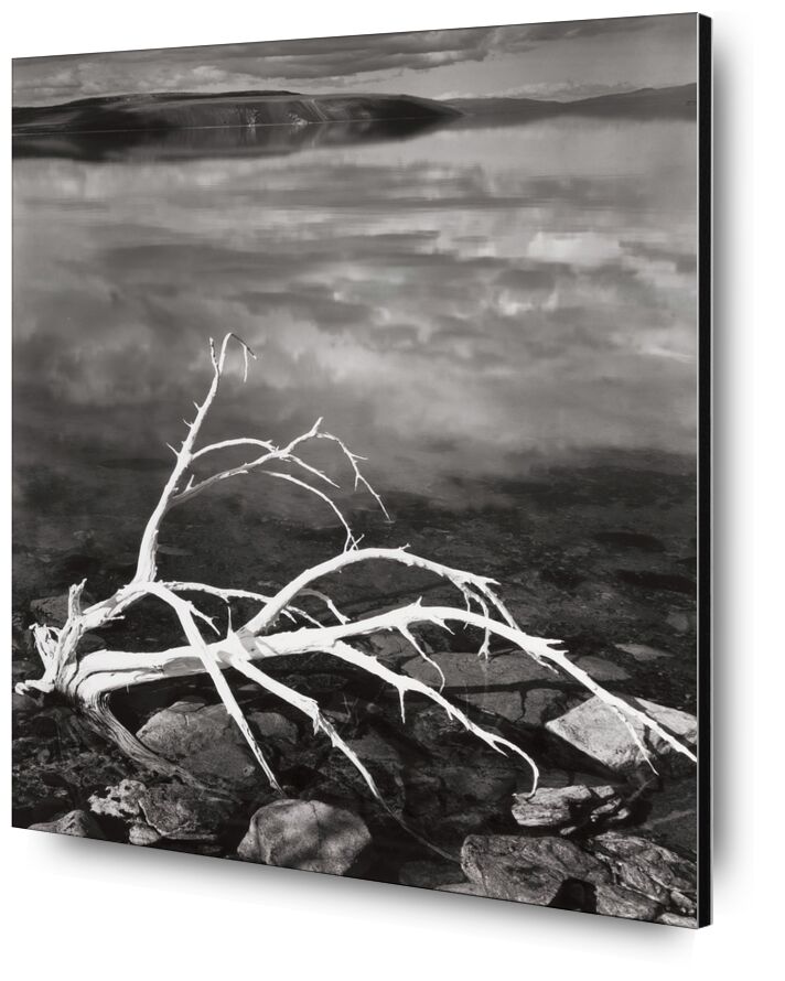 White Branches, Mono Lake from Portfolio VII, 1950 desde Bellas artes, Prodi Art, ramas, lago, ANSEL ADAMS, reflexiones, nubes, bodegón
