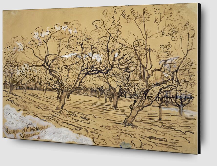 Plum Tree in Bloom : Orchard of Provence von Bildende Kunst Zoom Alu Dibond Image