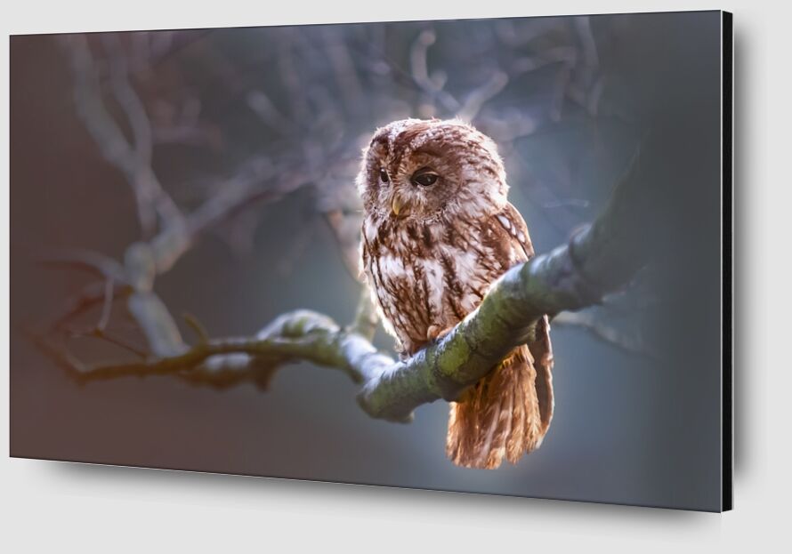 The owl's wait from Pierre Gaultier Zoom Alu Dibond Image