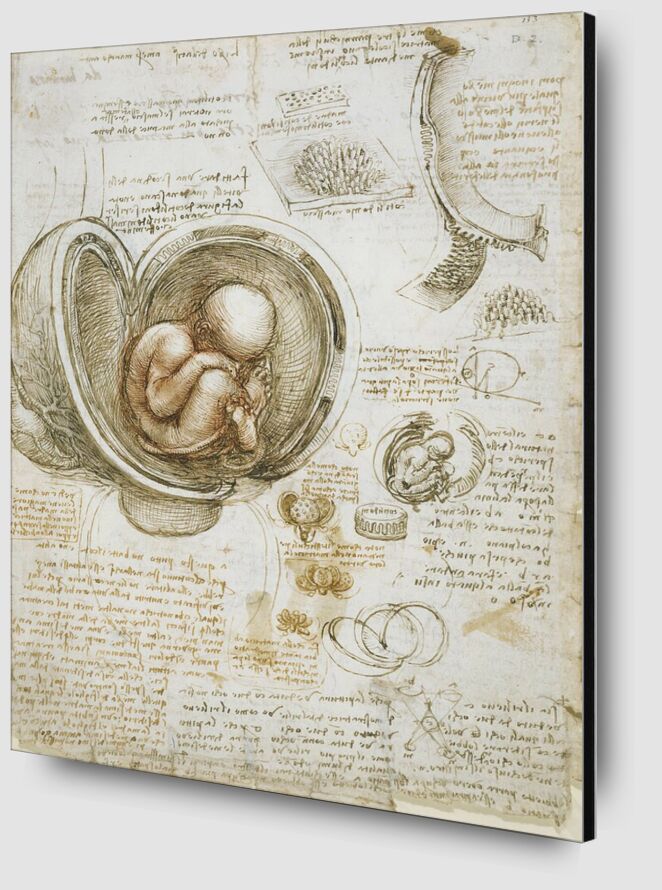 Études du fœtus dans l'utérus de Beaux-arts Zoom Alu Dibond Image
