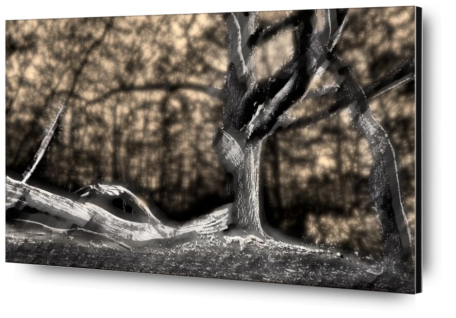 The shadow of the trunk from Adam da Silva, Prodi Art, black White, winter, branch, forest, black, tree, shadow, dark