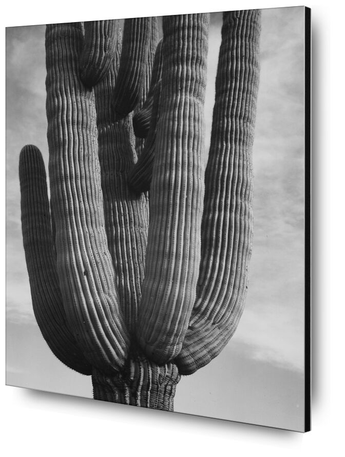 Cactus au monument national de Saguaro, Arizona - ANSEL ADAMS 1958 de AUX BEAUX-ARTS, Prodi Art, cactus, ANSEL ADAMS, nuages, désert