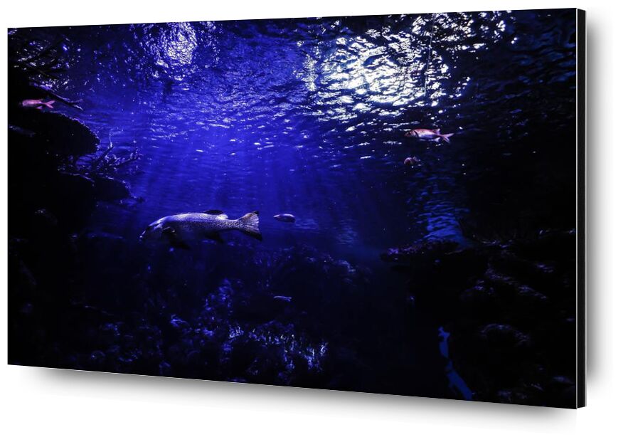 Le monde bleu de Aliss ART, Prodi Art, aquarium, eau, sous-marin, mer, étang, océan, Lac, poisson, Profond, foncé, animal