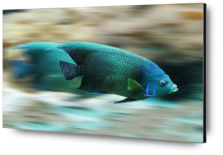 L'ombre colorée de Aliss ART, Prodi Art, poisson, Marin, La vie marine, mouvement, nature, la vitesse, nager, eau, aqua, aquatique, échelle, laps de temps