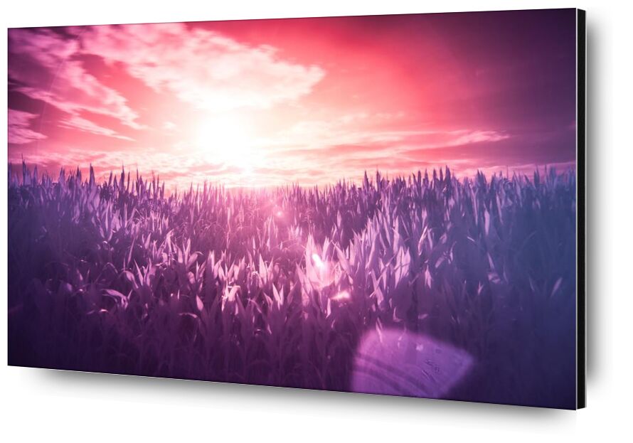 Dream from Aliss ART, Prodi Art, surreal, sunbeams, infrared, filter, Sun, red, purple, pink, meadow, lilac, dream