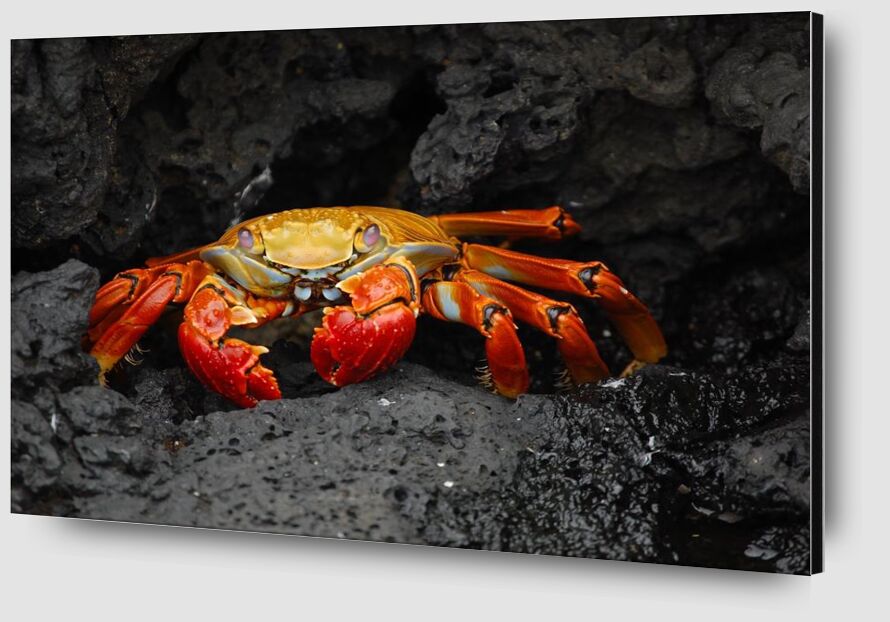 Crabe de Aliss ART Zoom Alu Dibond Image