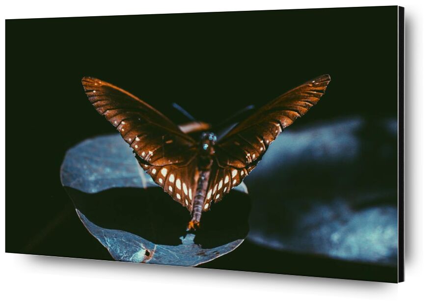 Dark from Aliss ART, Prodi Art, Srilanka, moth, monarch, lepidoptera, wings, macro, insect, dark, close-up, butterfly